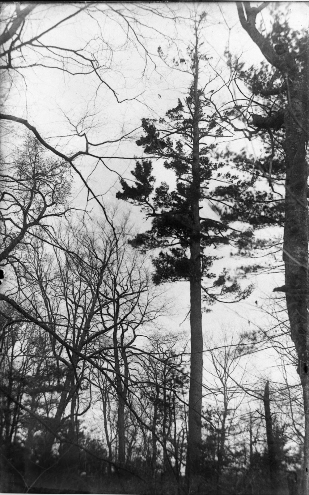 An old photograph of local white pine trees